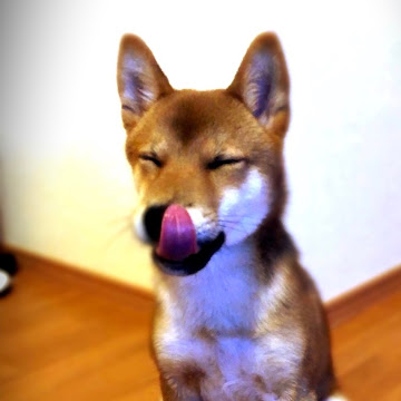 埋める 要員のプロフィール写真